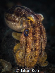 D E A D L Y 
Mototi Octopus
(Amphioctopus siamensis) by Lilian Koh 